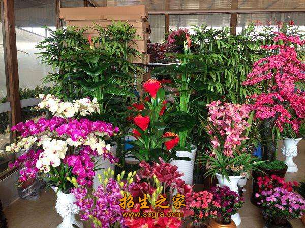 市场盆栽